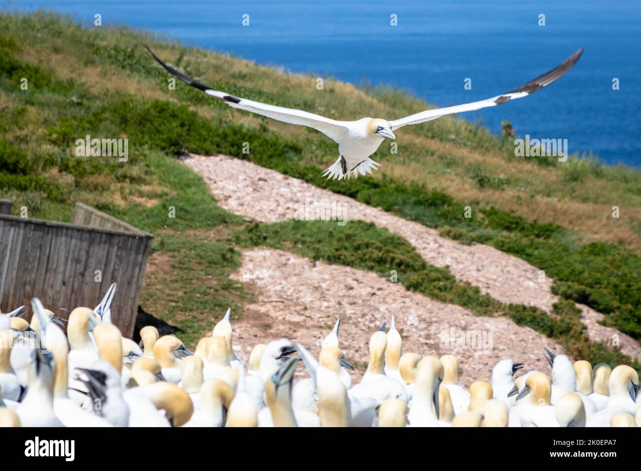 Gannet settentrionale (Morus fagianus) in volo, le ali si spalancano. Pronto a atterrare tra la colonia. Bonaventure Island, Perce, Gaspe Peninsula, Quebec Foto Stock