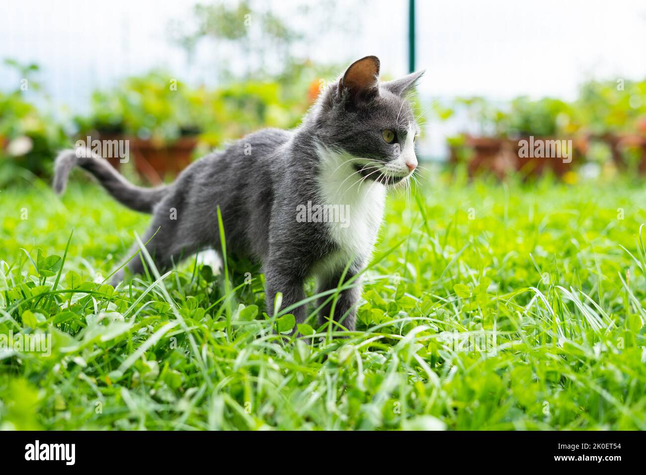 Un piccolo gatto grigio in piedi in erba e guarda in lontananza, guardando coraggioso e orgoglioso Foto Stock