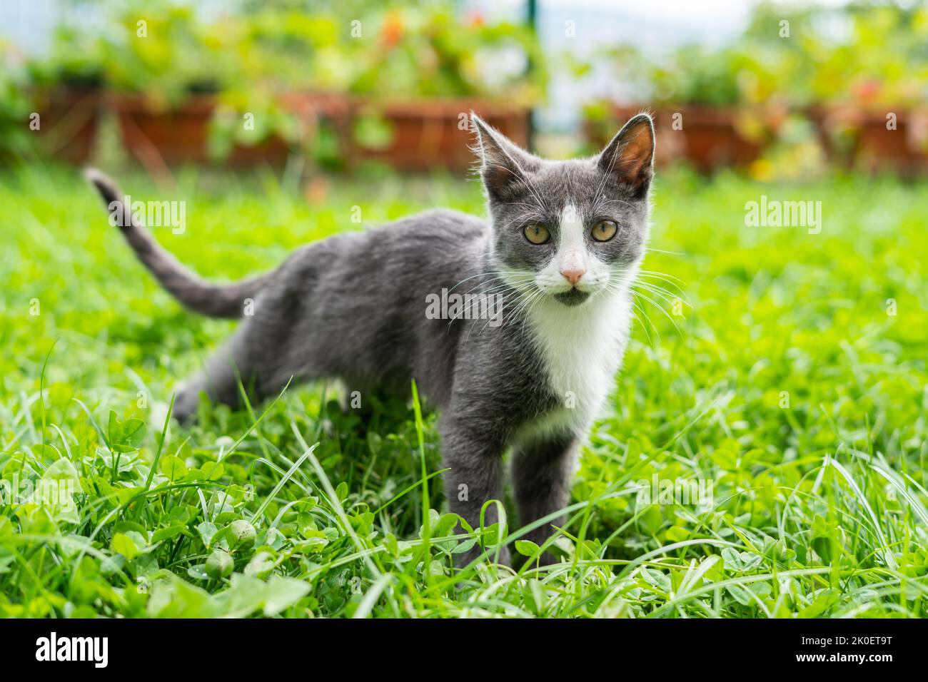 Un piccolo gatto grigio è in piedi nell'erba Foto Stock