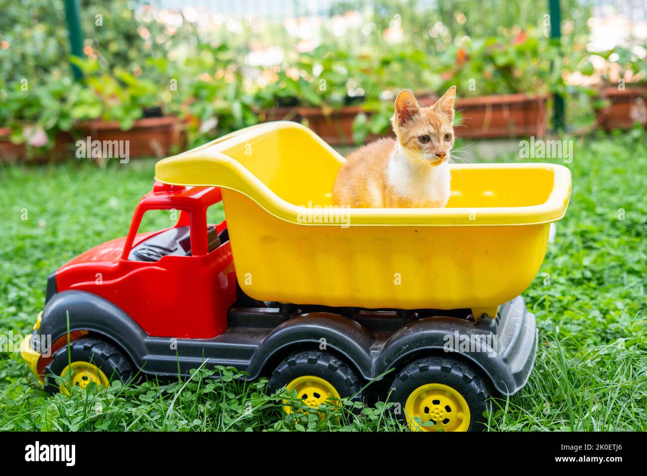 Un piccolo gatto zenzero sta giocando in un rimorchio giocattolo per bambini Foto Stock