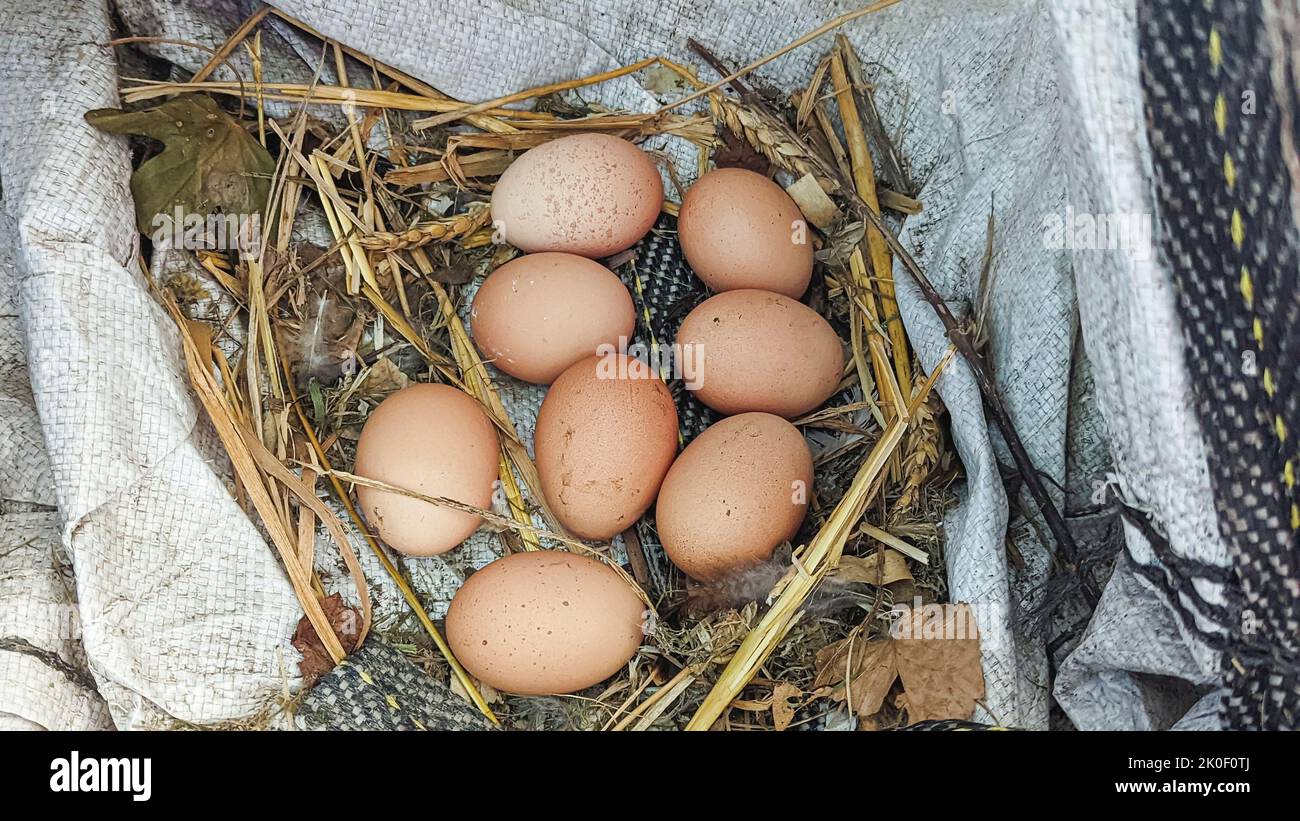 Frizione di 8 uova in un sacchetto tessuto. Foto Stock