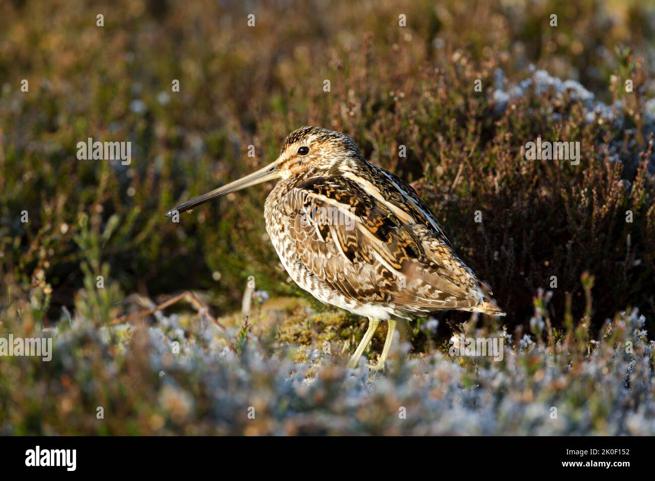 Cecchino comune, nome latino Gallinago gallinago, in piedi tra erica leggermente ghiacciata. Vista laterale con testa leggermente ruotata che mostra i dettagli del piumaggio e. Foto Stock