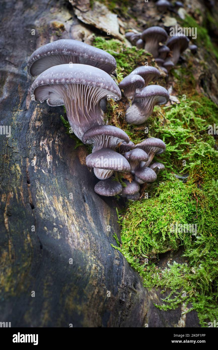 Funghi commestibili di ottimo gusto, Pleurotus ostreatus gruppo di funghi che crescono sul tronco morto di un albero. Foto Stock