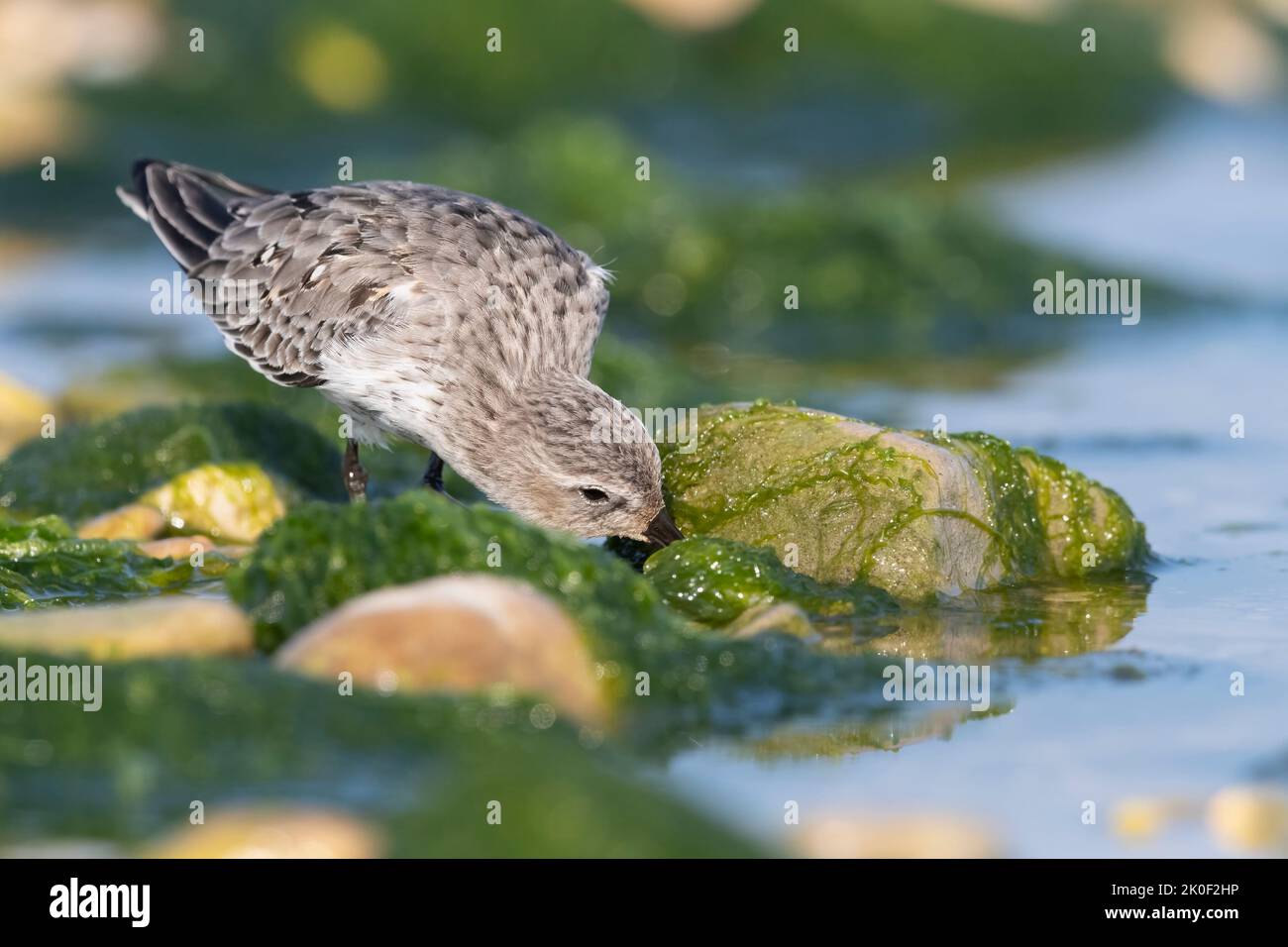 Waders o uccelli marini, dunlin in una zona umida. Foto Stock