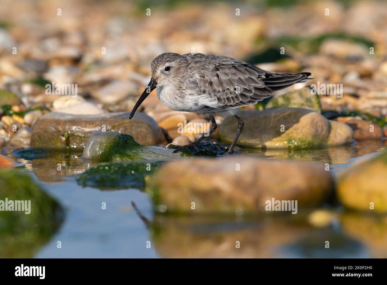 Waders o uccelli marini, dunlin in una zona umida. Foto Stock