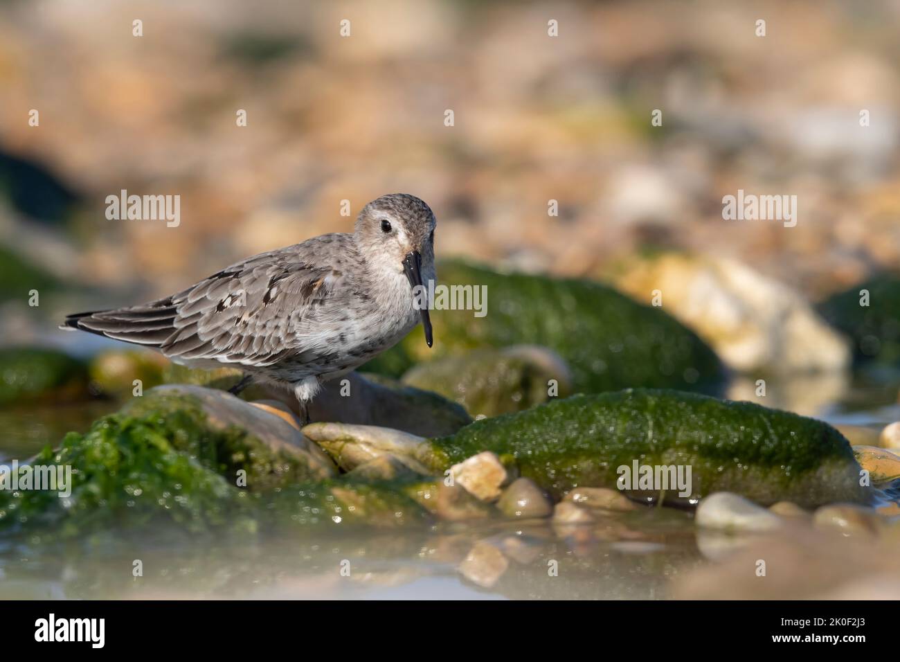 Waders o uccelli marini, dunlin in una zona umida. Foto Stock