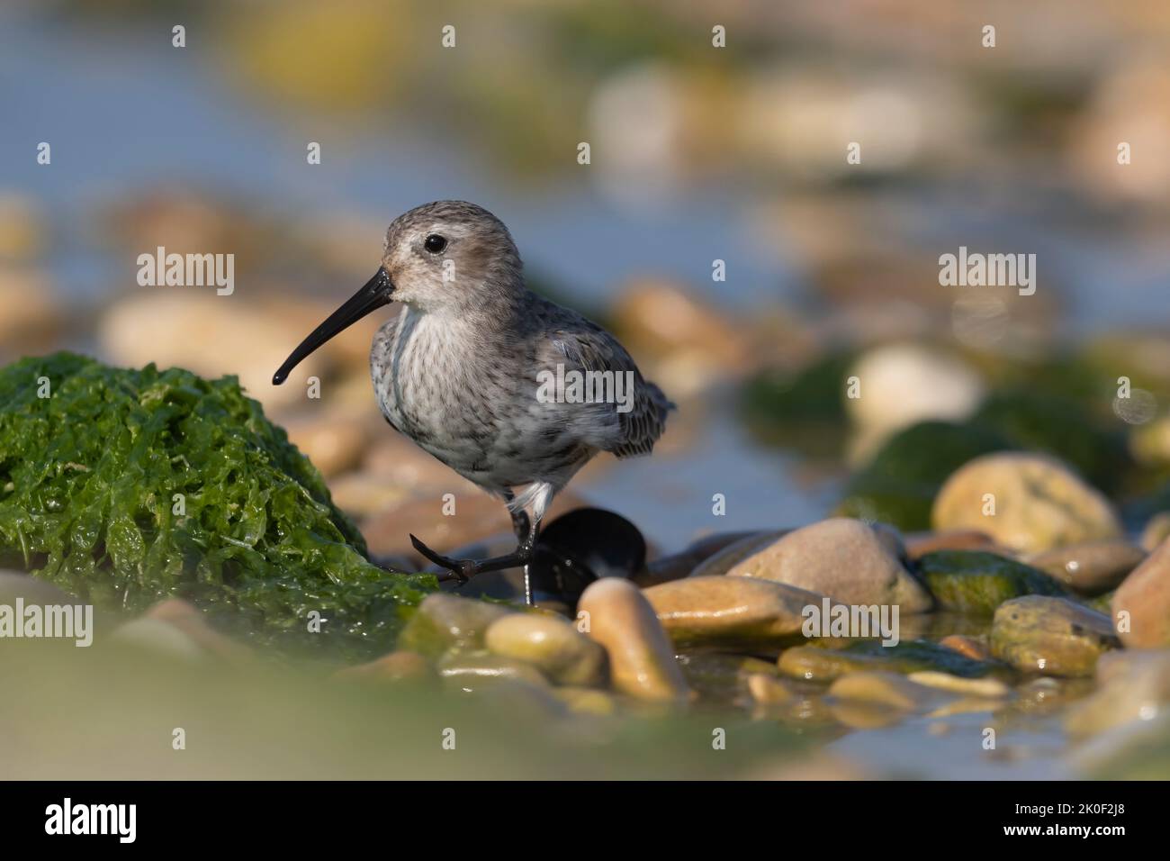 Waders o uccelli marini, dunlin in una zona umida. Foto Stock