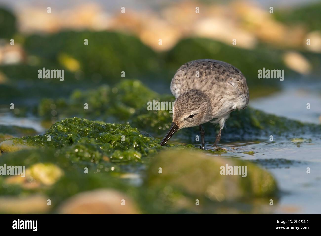 Waders o uccelli marini, dunlin in una zona umida. Foto Stock