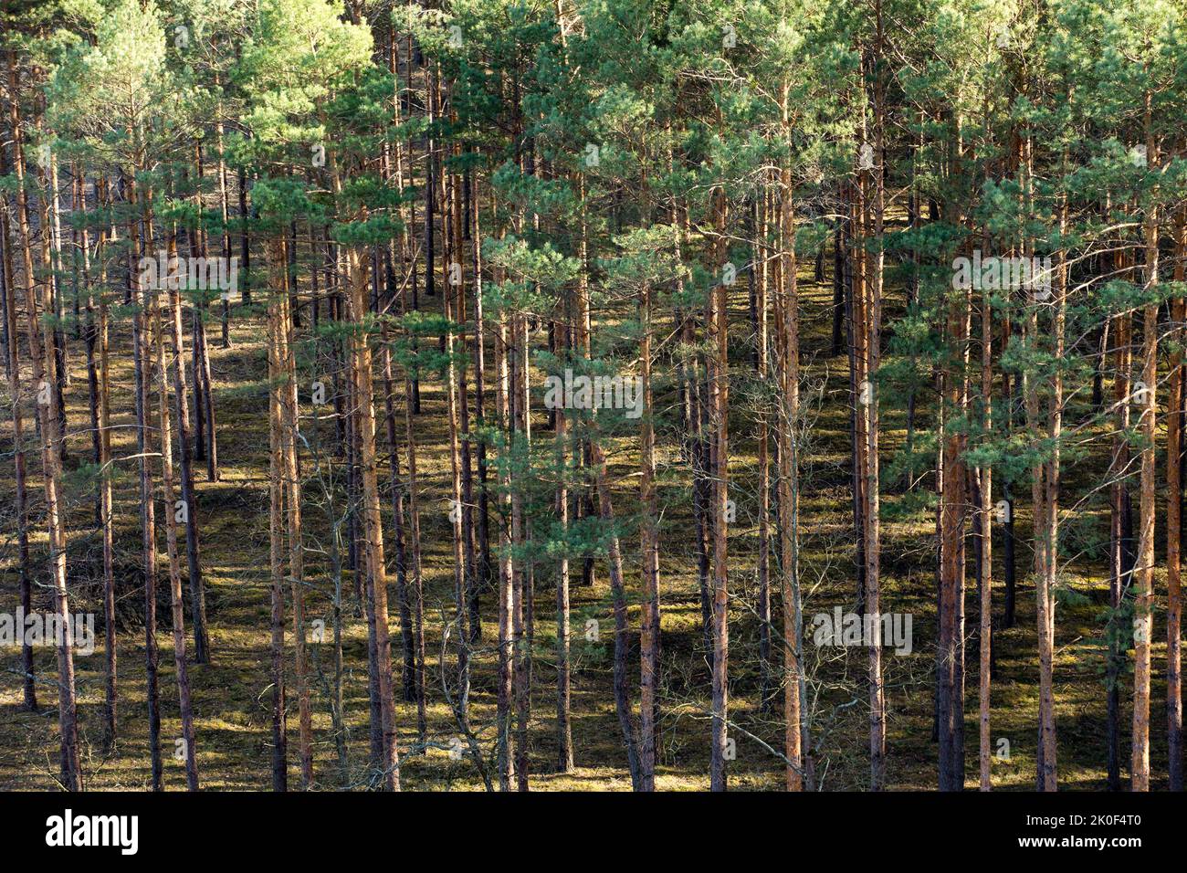 Konotop, Polonia. 16th Apr, 2022. Una vista dalla piattaforma di osservazione 'Joana' nel villaggio di Konotop, Lubusz Voivodato, Polonia. Le splendide e lussureggianti pinete creano il paesaggio del Distretto dei Laghi Slawskie. Il lago Slawskie, circondato da pinete, è il più grande bacino idrico della provincia di Lubuskie. Le viste affascinanti rendono la zona del lago Slawskie una destinazione turistica popolare. (Foto di Karol Serewis/SOPA Images/Sipa USA) Credit: Sipa USA/Alamy Live News Foto Stock