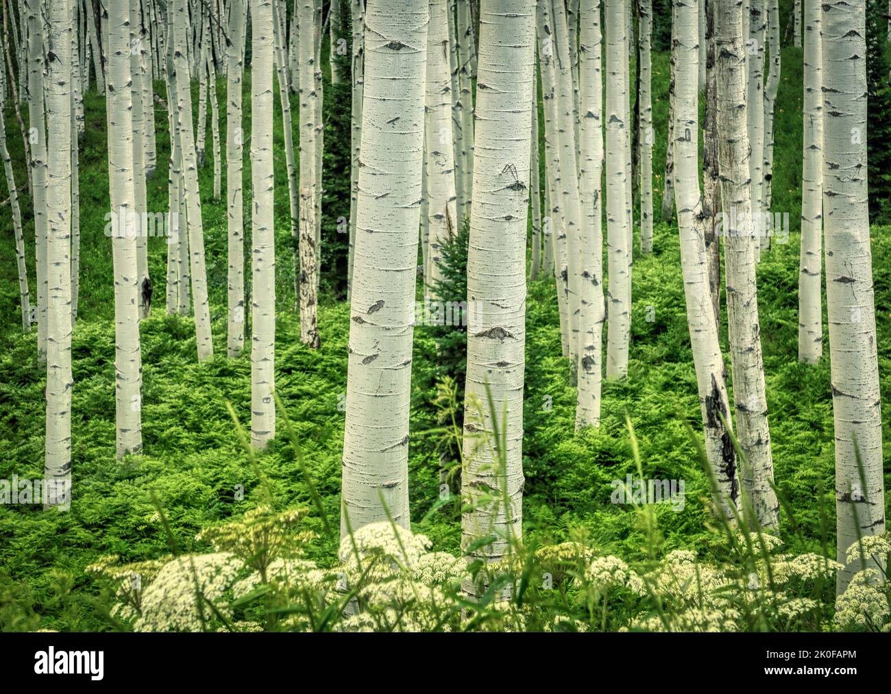 Aspen Grove nella Gunnison National Forest del Colorado Foto Stock