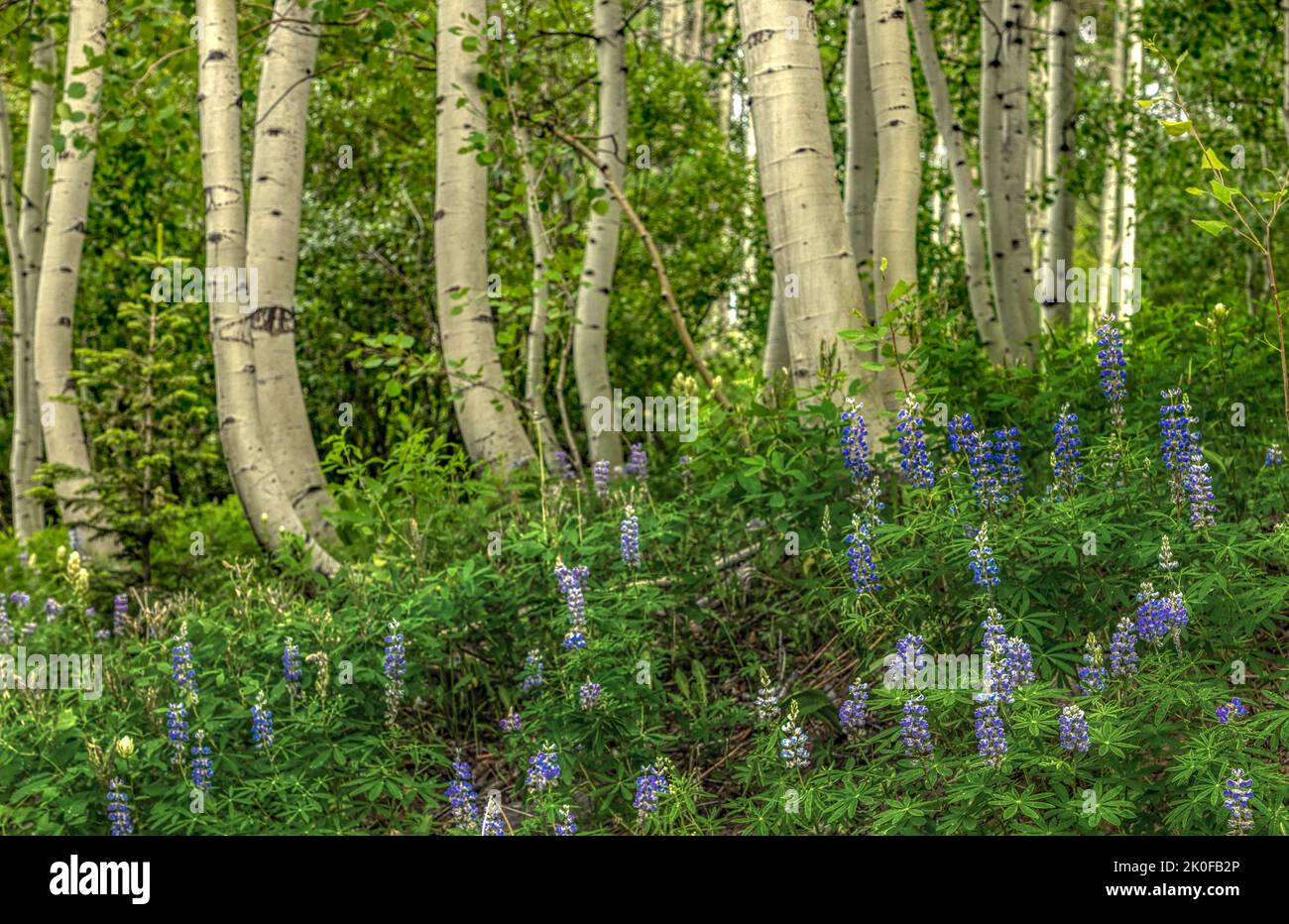 Aspen Grove nella Gunnison National Forest del Colorado Foto Stock