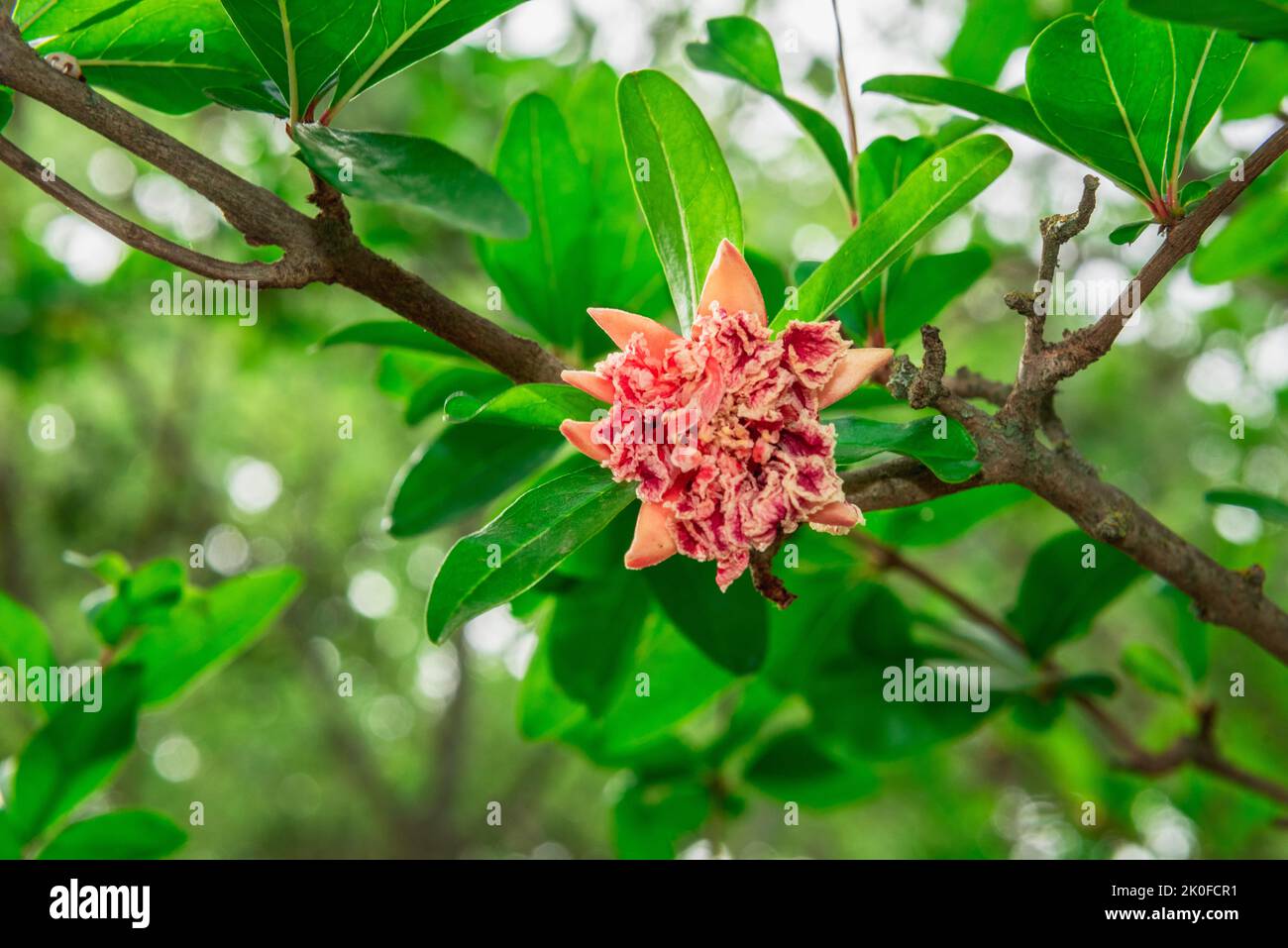 Dettagli di un fiore di melograno su un gambo Foto Stock