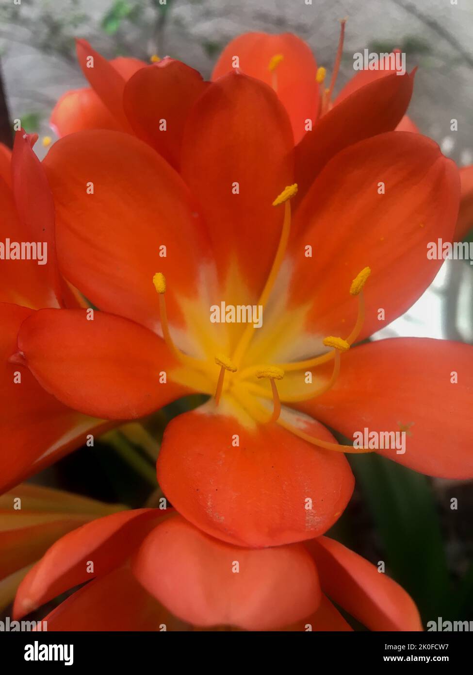 Fiori di arance di una clivia miniata Foto Stock
