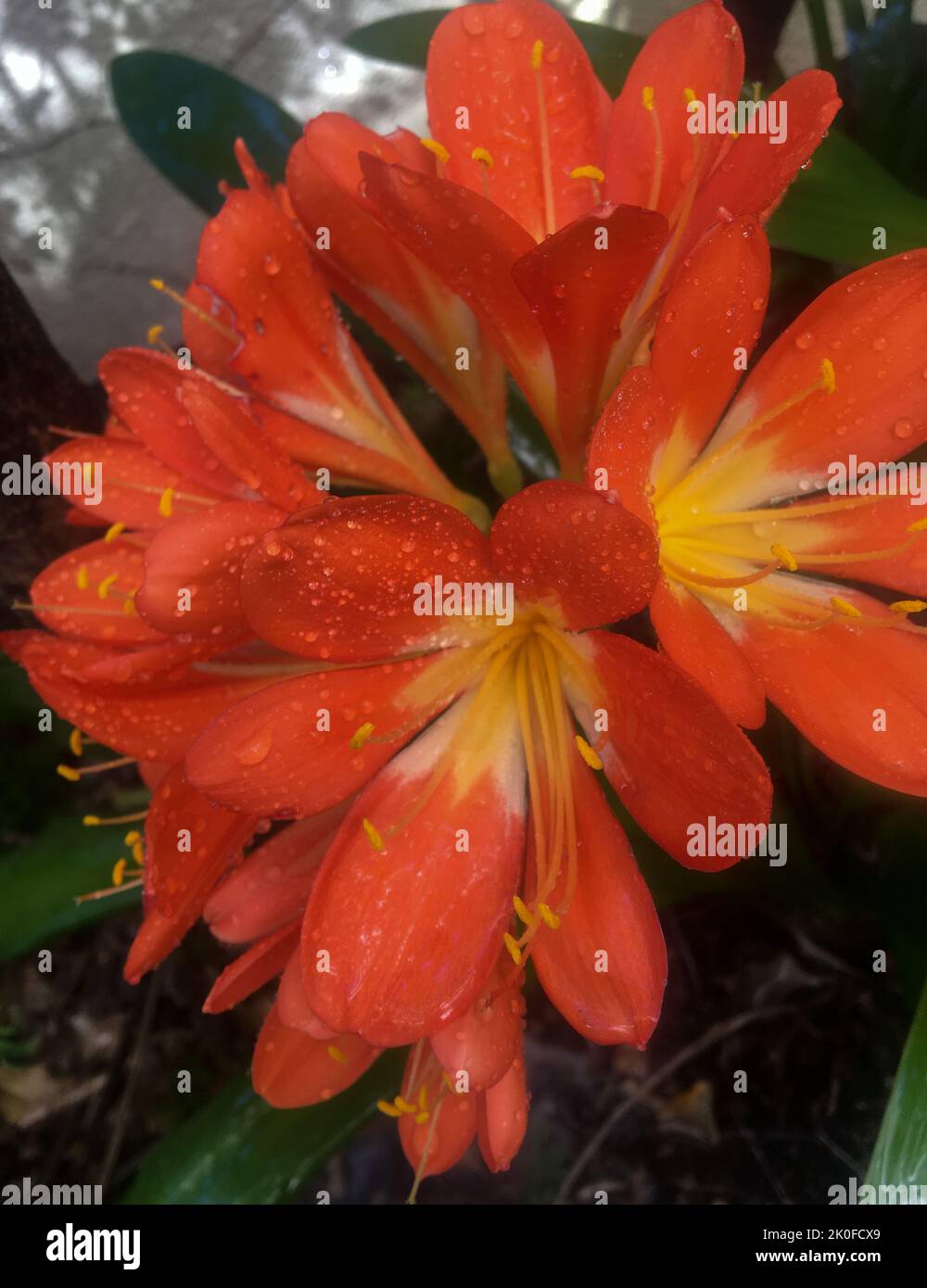 Fiori di arance di una clivia miniata Foto Stock