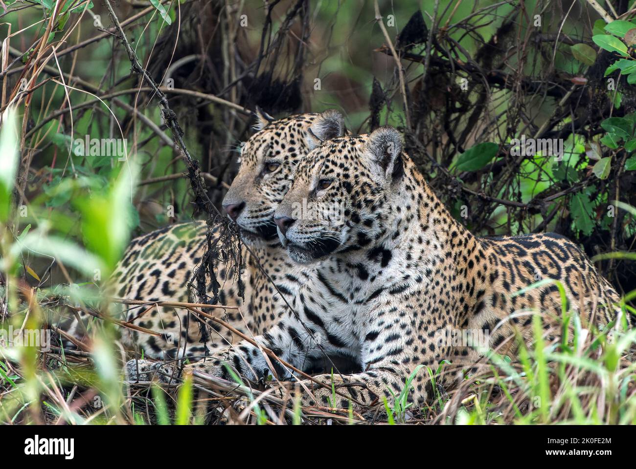 Jaguar, Panthera onca, due individui che giacciono nella vegetazione lungo il fiume, Pantanal, Brasile Foto Stock