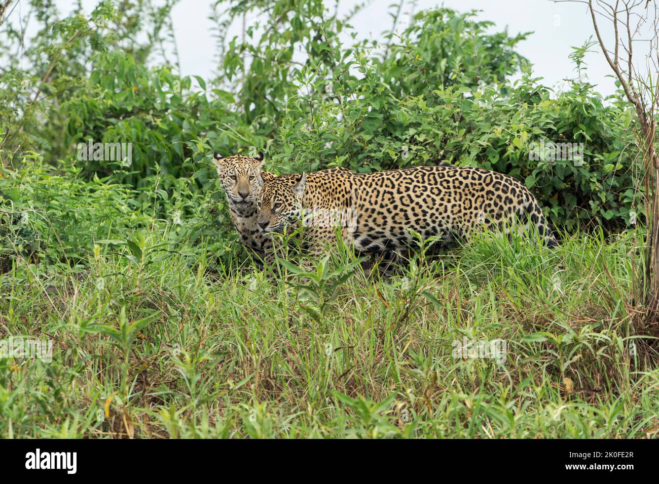 Jaguar, Panthera onca, singolo adulto in piedi in breve vegetazione, Pantanal, Brasile Foto Stock