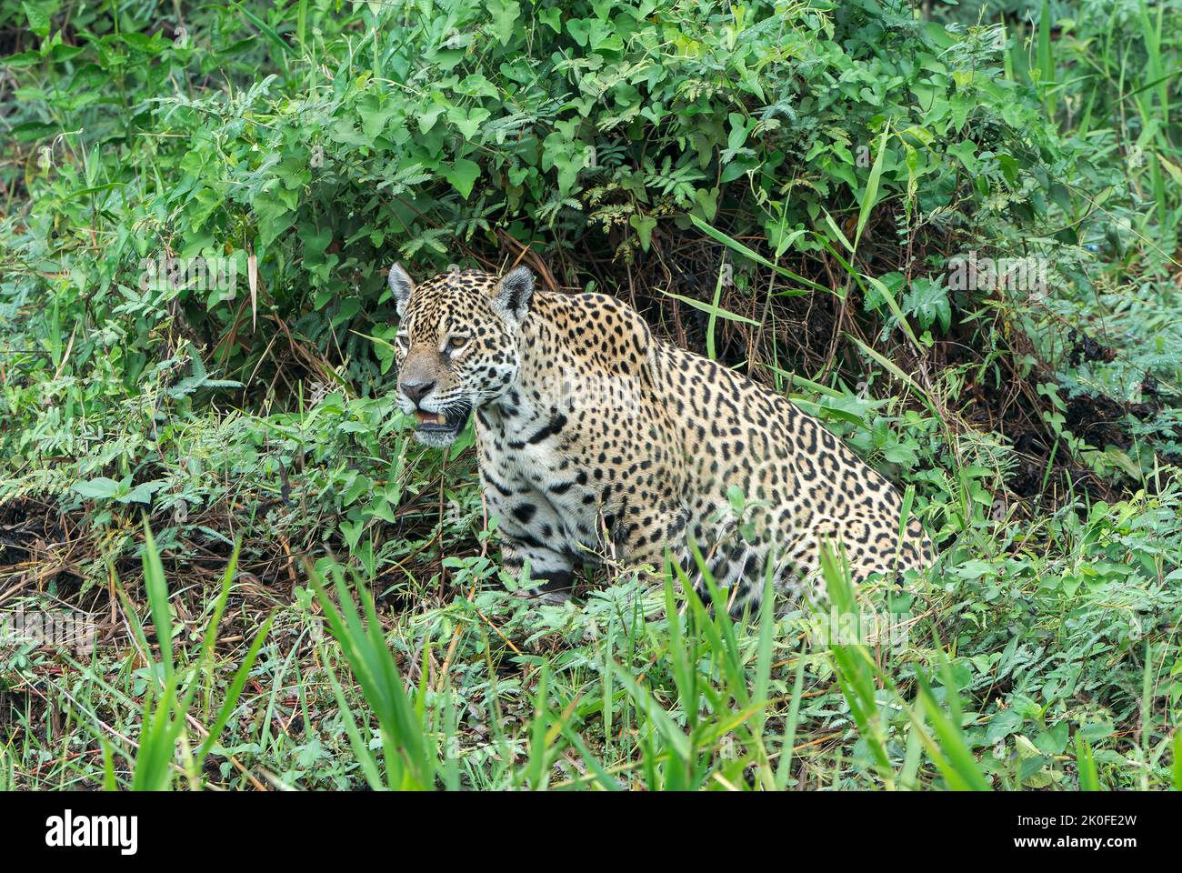 Jaguar, Panthera onca, singolo adulto sdraiato in vegetazione, Pantanal, Brasile Foto Stock