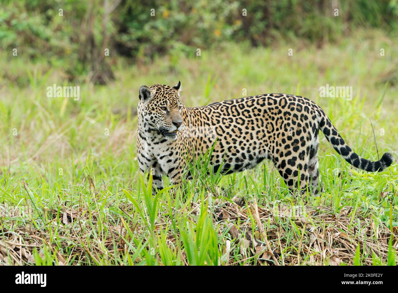 Jaguar, Panthera onca, singolo adulto in piedi in riva al mare vegetazione, Pantanal, Brasile Foto Stock