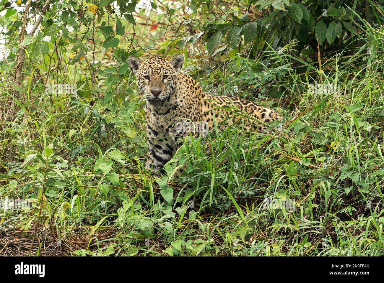 Jaguar, Panthera onca, adulto singolo nella vegetazione del mare, Pantanal, Brasile Foto Stock