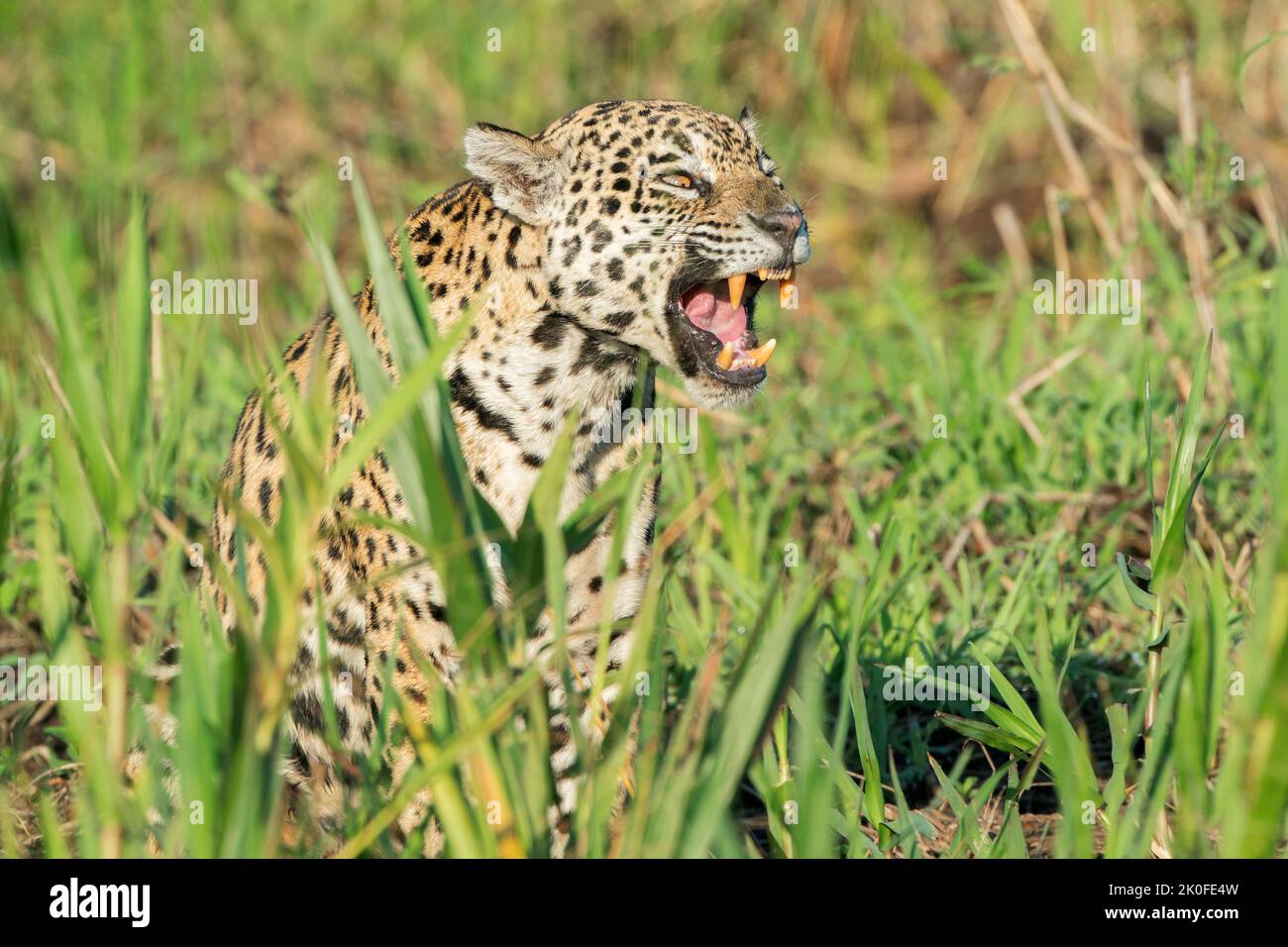 jaguar, Panthera onca, adulto singolo ruggito nella vegetazione del mare, Pantanal, Brasile Foto Stock