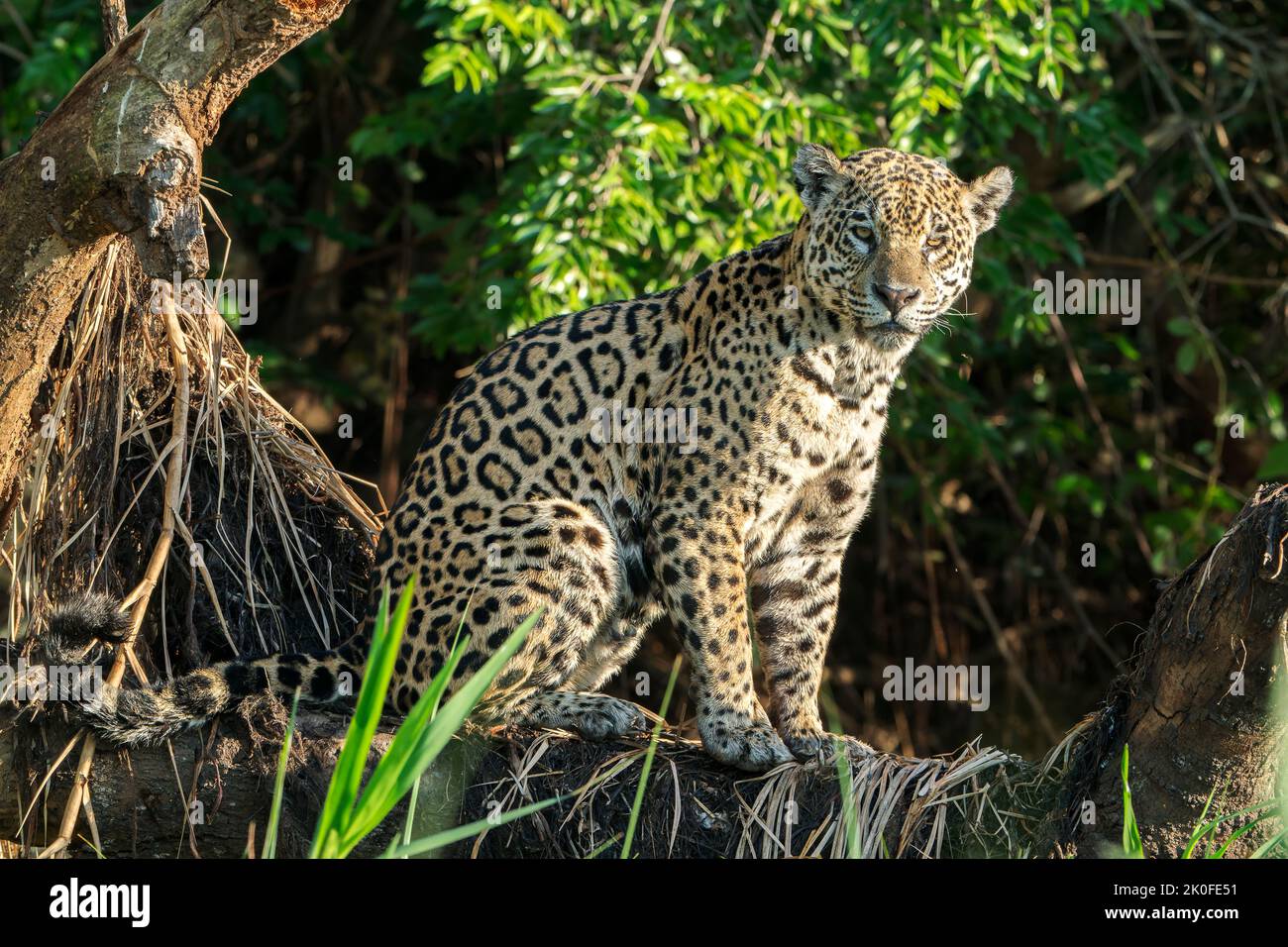 Jaguar, Panthera onca, adulto seduto sulla vegetazione corta, Pantanal, Brasile Foto Stock
