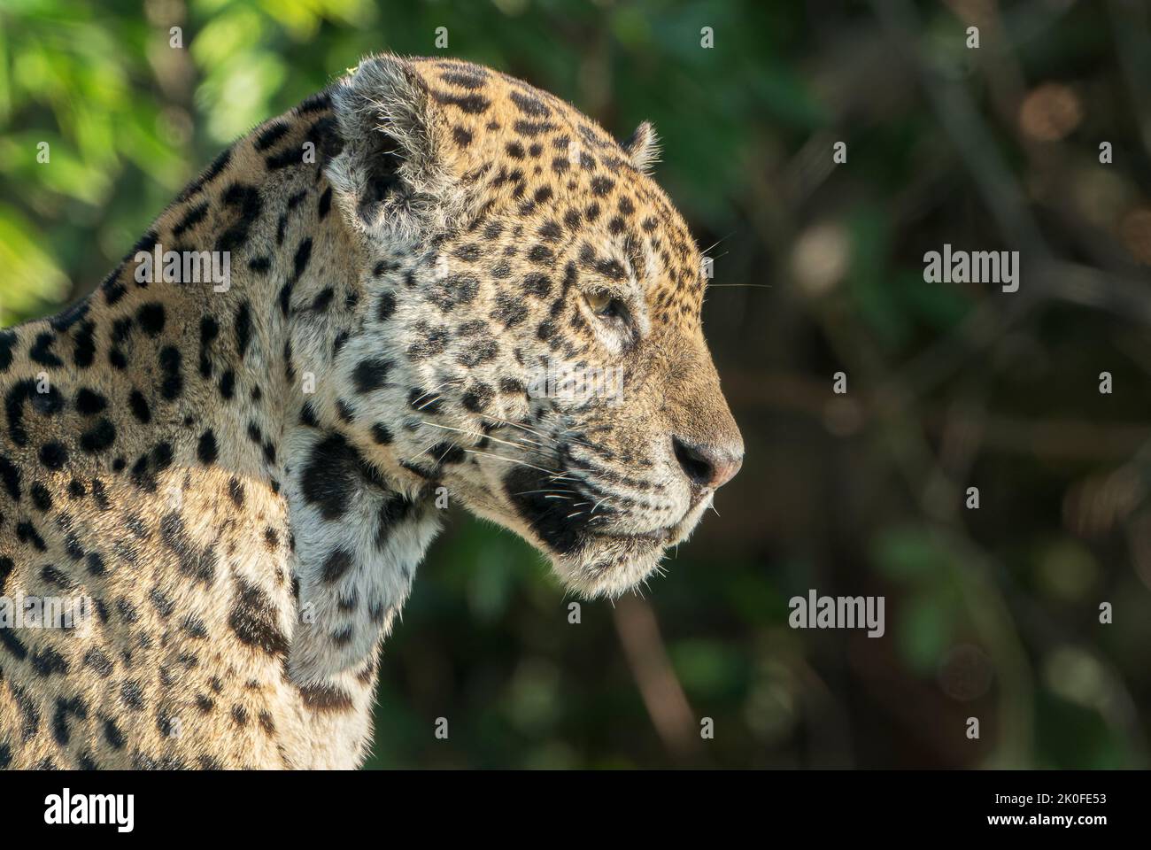 jaguar, Panthera onca, primo piano di un singolo adulto nella vegetazione di riva, Pantanal, Brasile Foto Stock