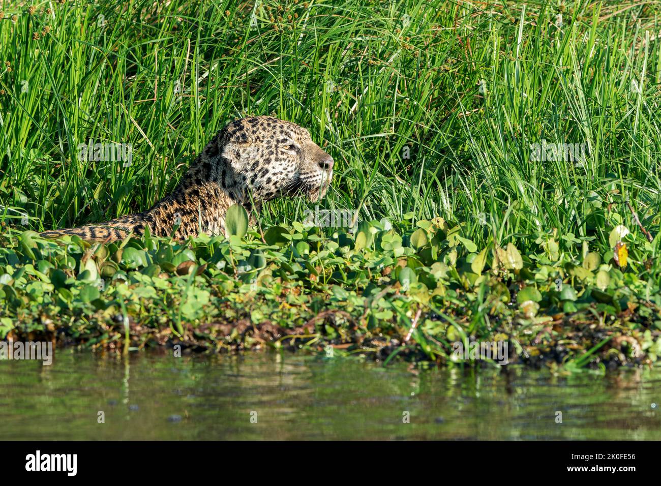 Jaguar, Panthera onca, adulto singolo che nuota in acqua, Pantanal, Brasile Foto Stock