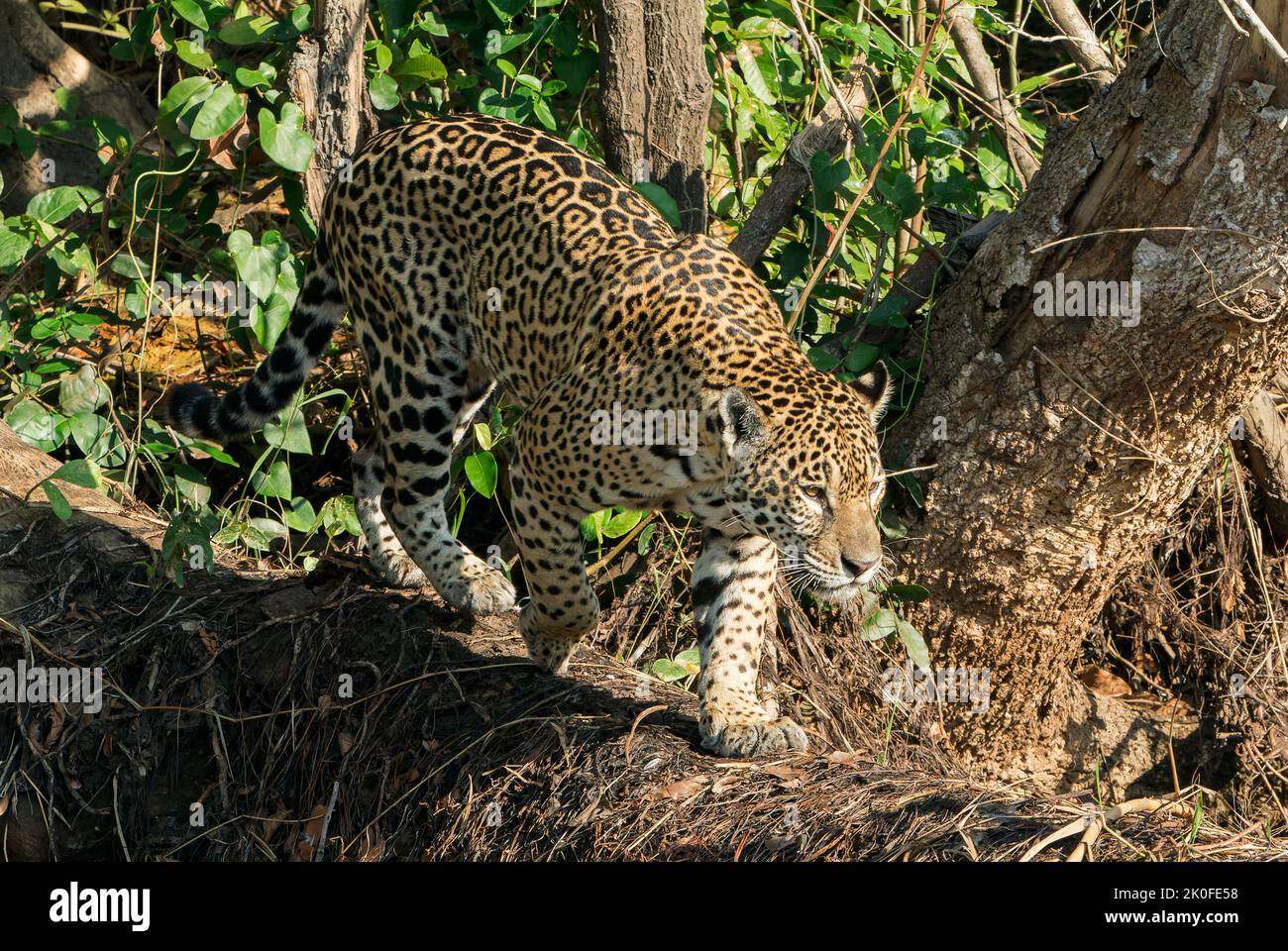 Jaguar, Panthera onca, adulto singolo nella vegetazione del mare, Pantanal, Brasile Foto Stock