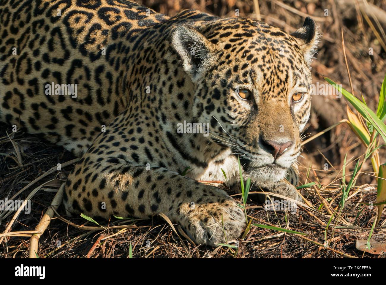 jaguar, Panthera onca, primo piano di un singolo adulto nella vegetazione di riva, Pantanal, Brasile Foto Stock