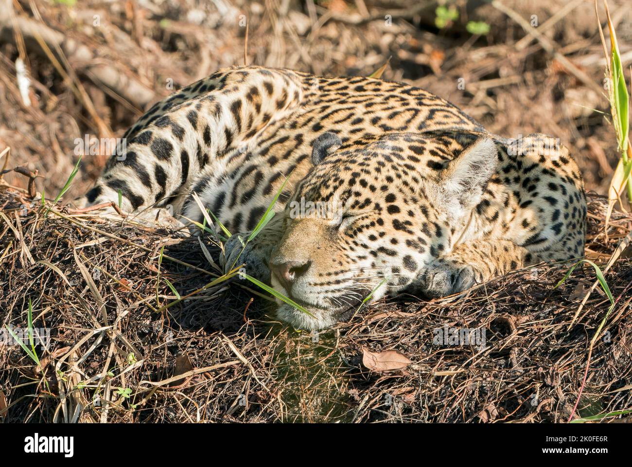 jaguar, Panthera onca, adulto singolo sdraiato in vegetazione di lato dell'acqua, Pantanal, Brasile Foto Stock