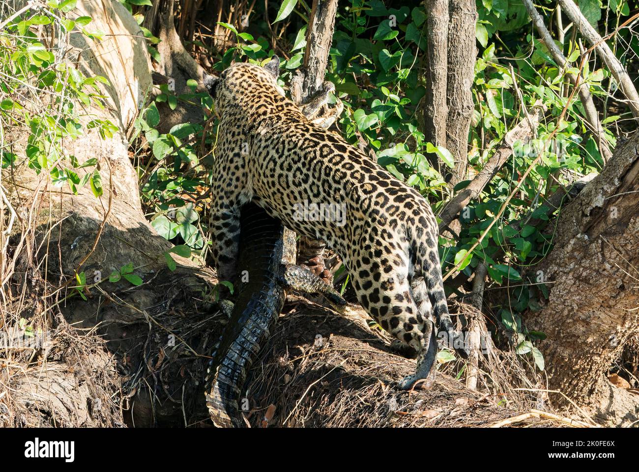 Jaguar, Panthera onca, adulto che porta preda di caiman, Pantanal, Brasile Foto Stock