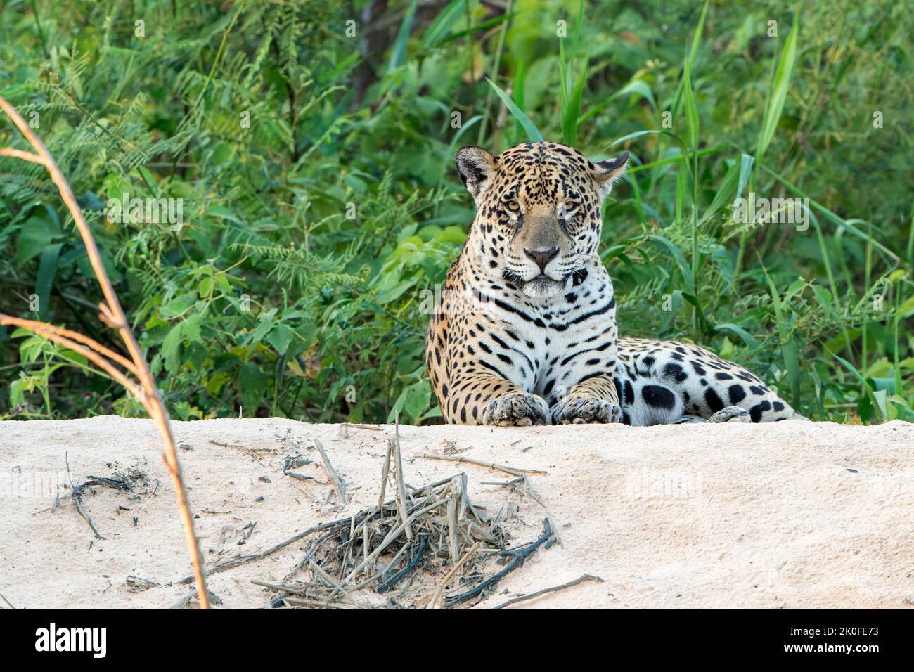 Jaguar, Panthera onca, adulto singolo che riposa sulla spiaggia di snad, Pantanal, Brasile Foto Stock