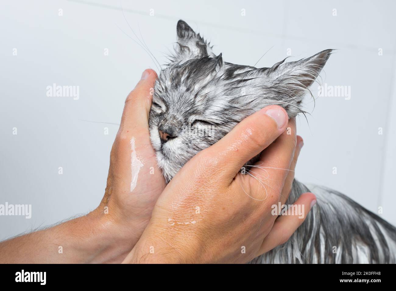 Gatto divertente facendo la doccia o il bagno. Uomo lavaggio gatto faccia. Concetto di igiene del PET. Gatto umido. Foto Stock