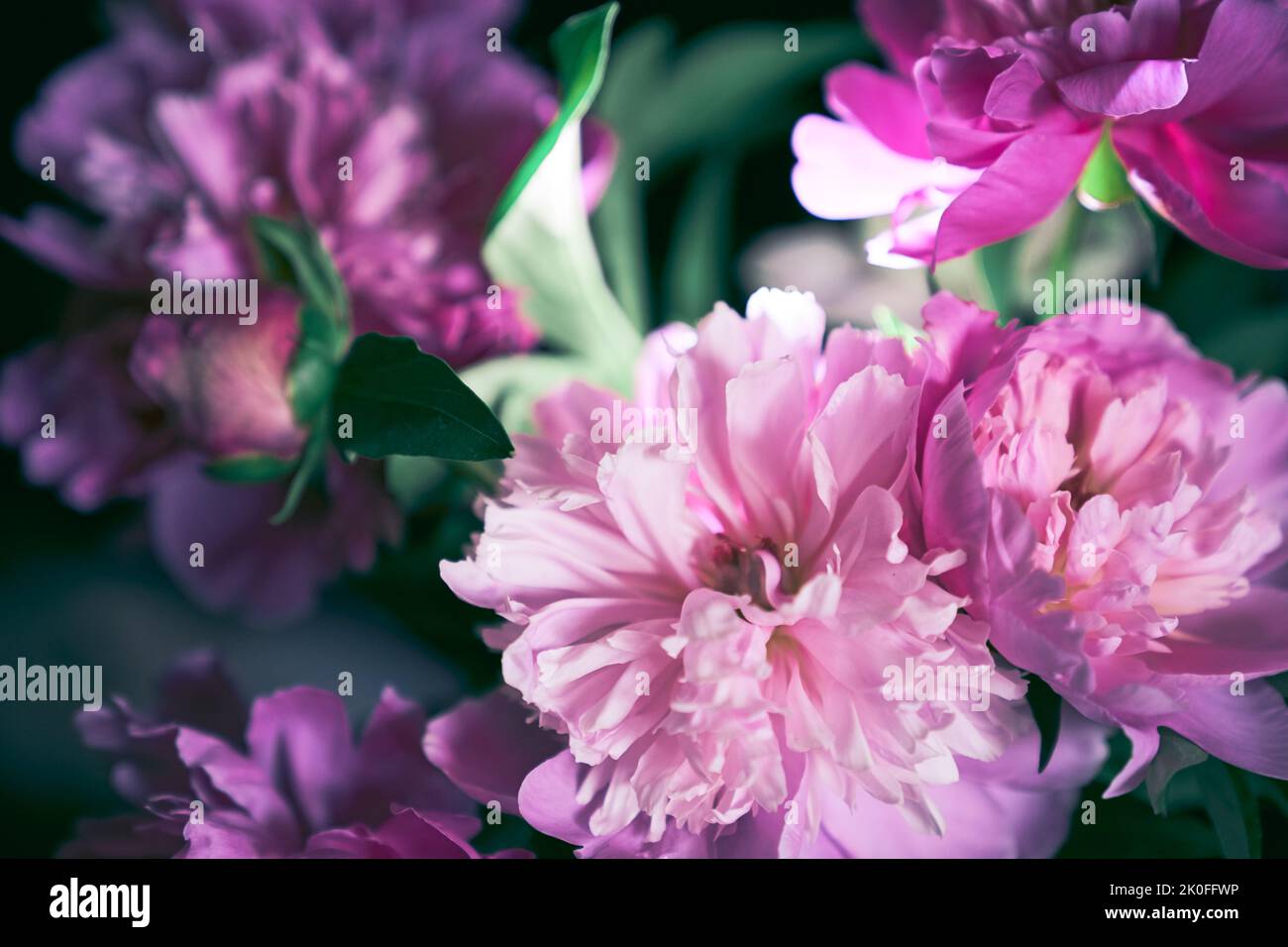 Molte peonie rosa in colori pastello primo piano con foglie verdi, motivo floreale. Concetto di design per una cartolina. Foto di alta qualità Foto Stock