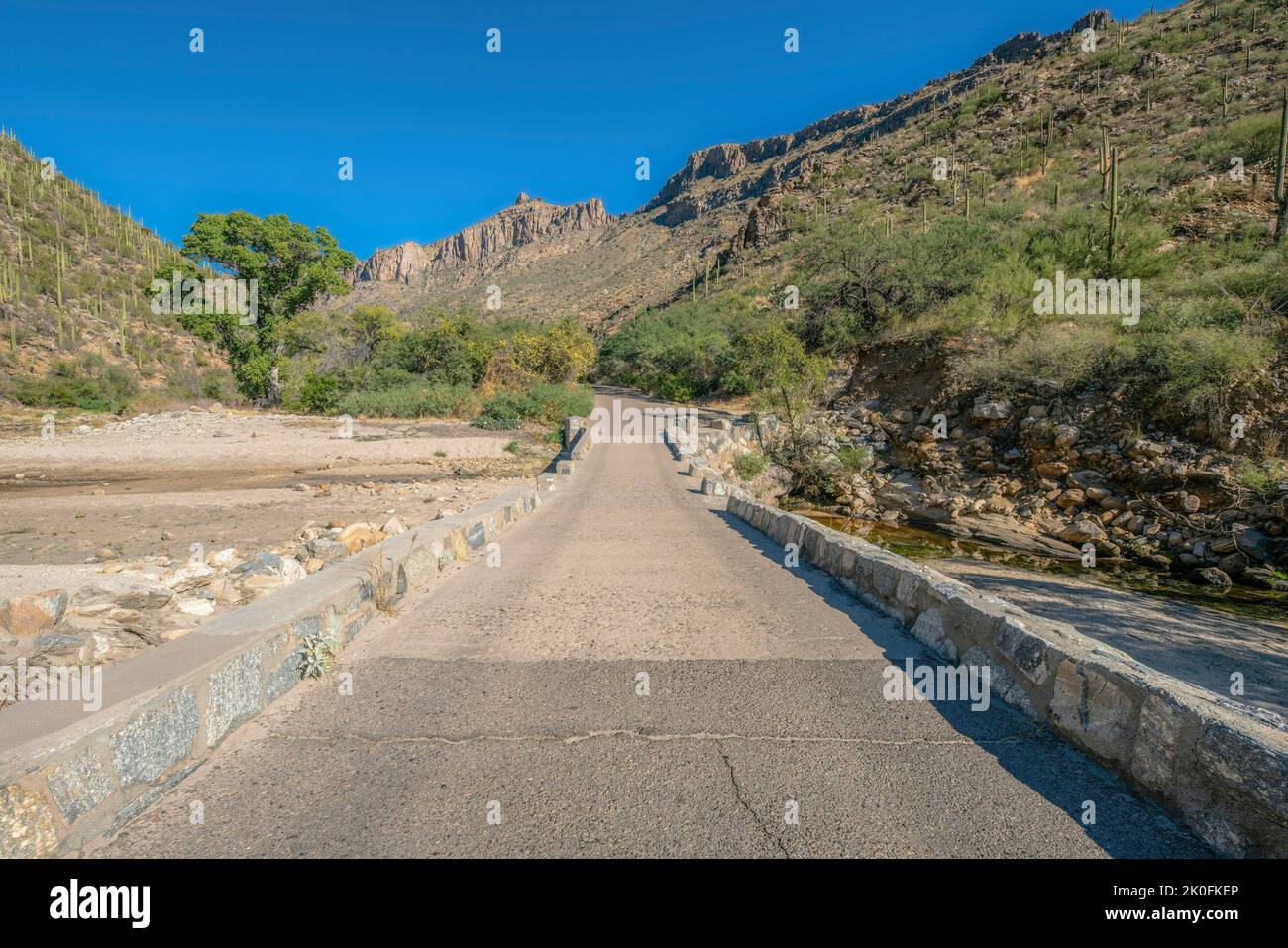 Ponte in cemento sul torrente al Sabino Canyon state Park - Tucson, Arizona. Ponte che si dirige verso le montagne del deserto con cactus saguaro contro il cielo blu. Foto Stock