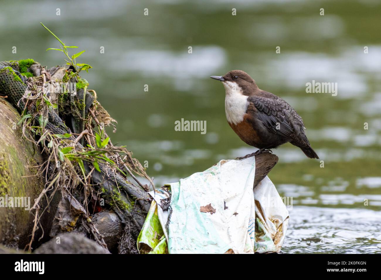 Dipper, Cincluss Cincluss appollaiato su un tronco circondato da rifiuti, plastica e altri rifiuti umani, Inghilterra, Regno Unito Foto Stock