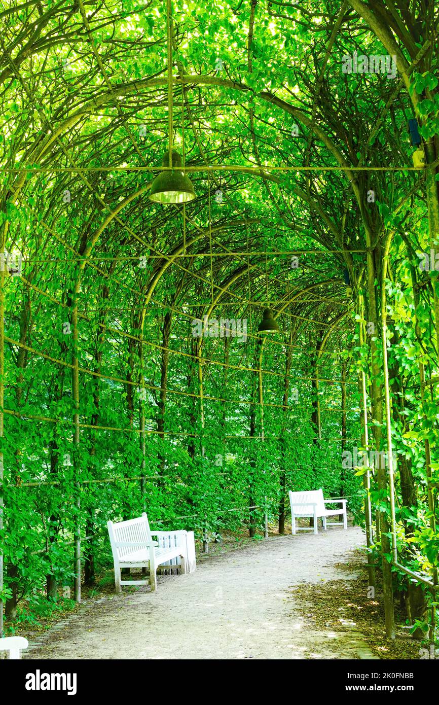 Tunnel verde di foglie naturali nel parco paesaggistico di Kleve, Germania Foto Stock
