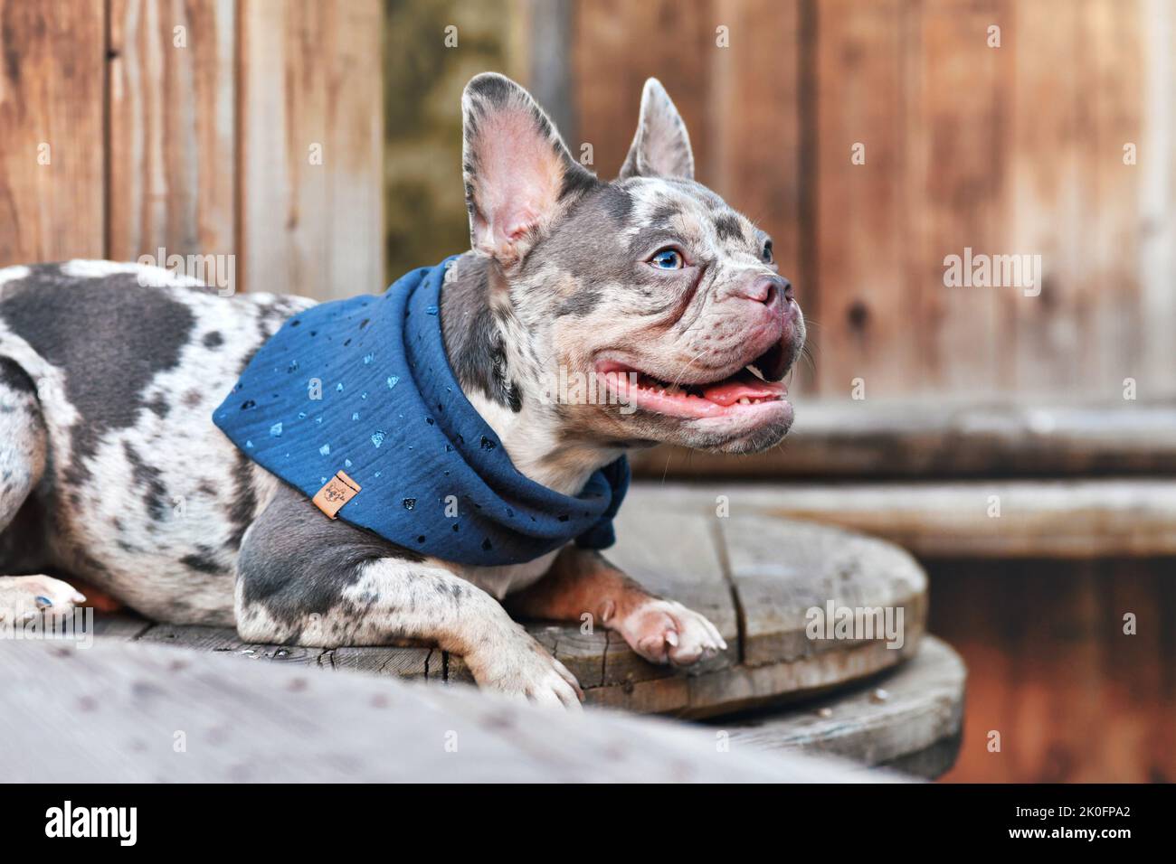 Cane Bulldog francese con fazzoletto blu sdraiato tra i tamburi industriali in legno per cavi Foto Stock
