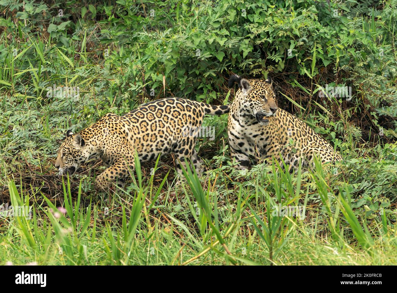 Jaguar, Panthera onca, due individui nella vegetazione lungofiume, Pantanal, Brasile Foto Stock