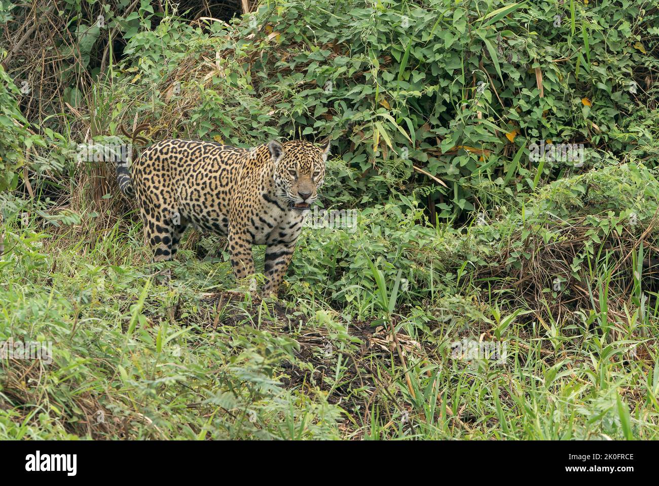 Jaguar, Panthera onca, adulto che cammina nella vegetazione lungofiume, Pantanal, Brasile Foto Stock