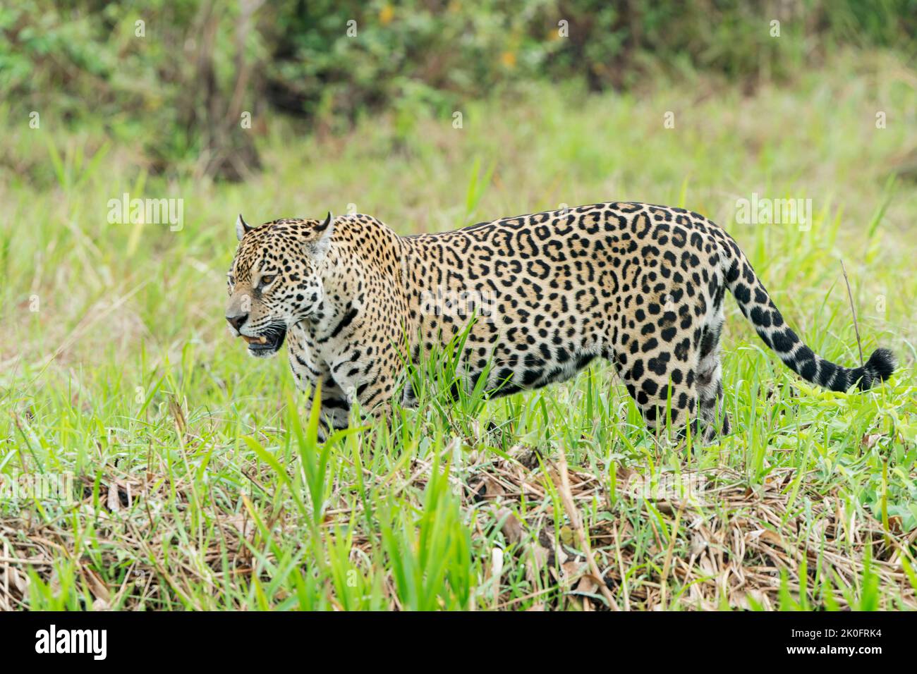 Jaguar, Panthera onca, singolo adulto in piedi in riva al mare vegetazione, Pantanal, Brasile Foto Stock
