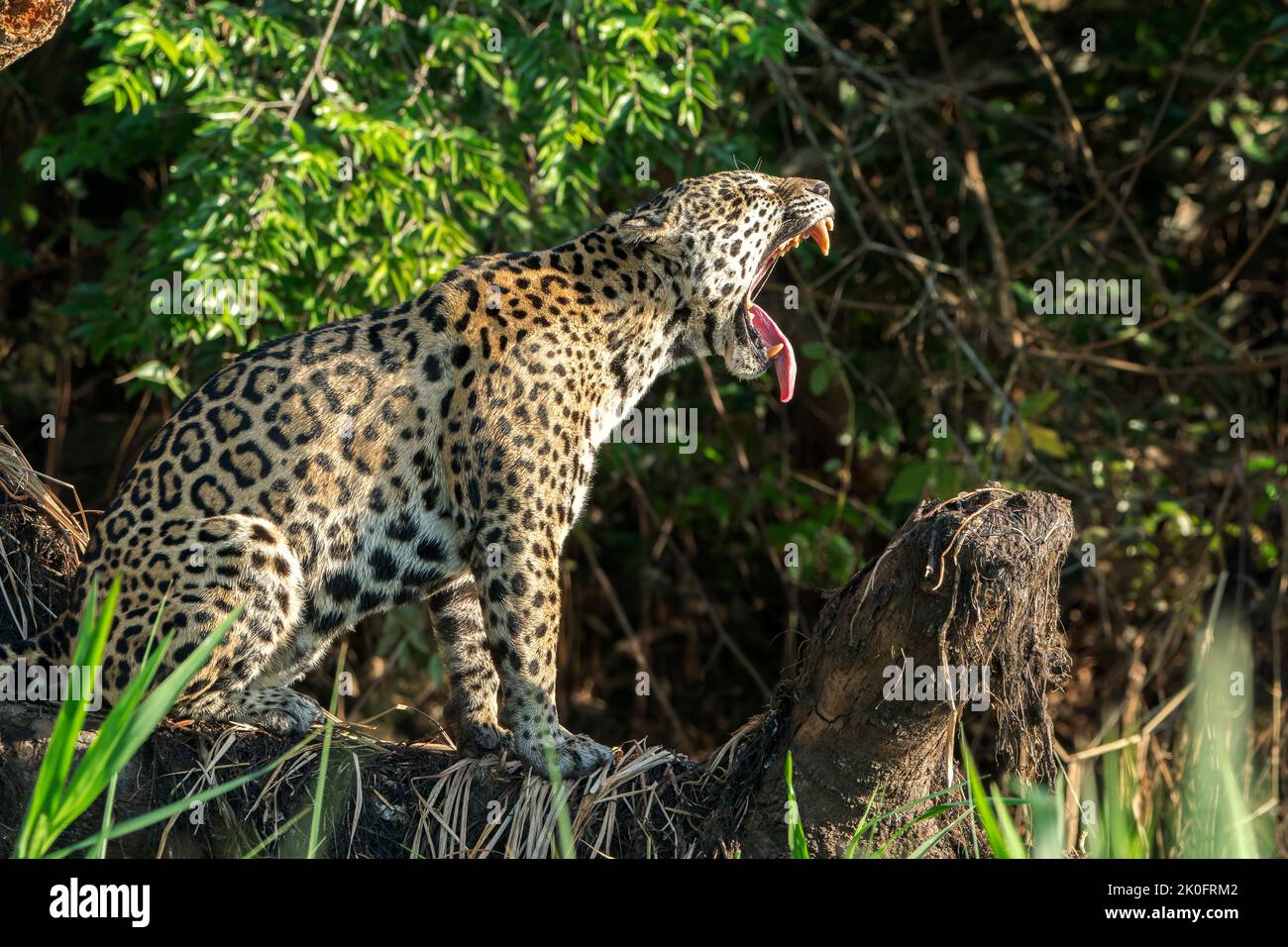 jaguar, Panthera onca, adulto singolo ruggito nella vegetazione del mare, Pantanal, Brasile Foto Stock