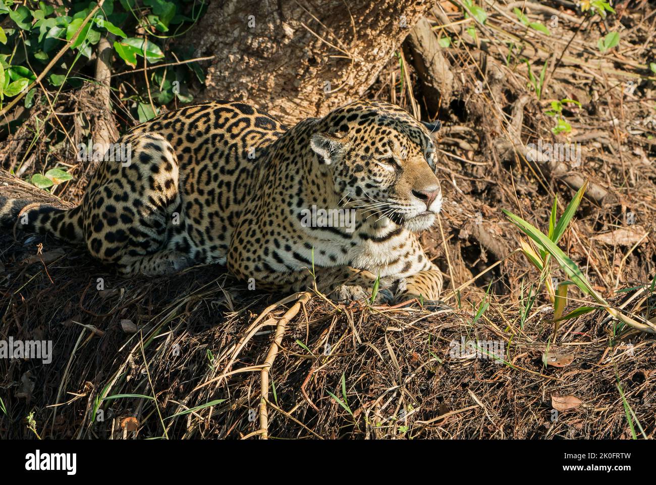 jaguar, Panthera onca, adulto singolo sdraiato in vegetazione di lato dell'acqua, Pantanal, Brasile Foto Stock