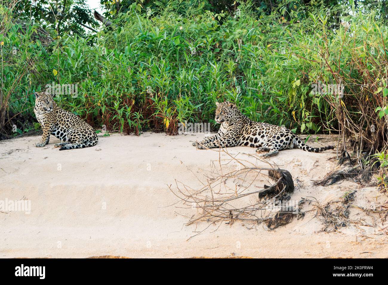 Jaguar, Panthera onca, due adulti che riposano sulla spiaggia di Snad, Pantanal, Brasile Foto Stock