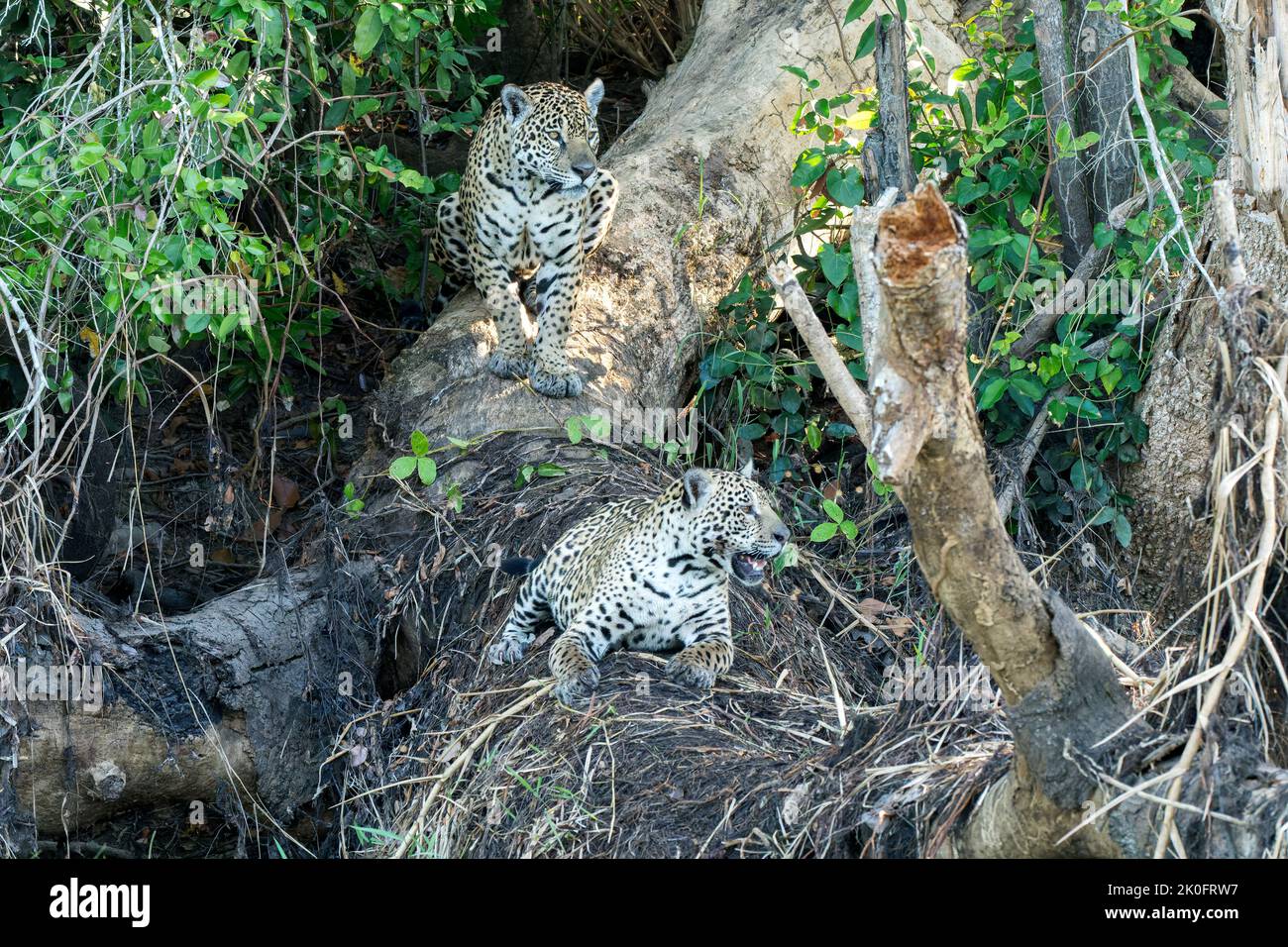 Jaguar, Panthera onca, due individui nella vegetazione lungofiume, Pantanal, Brasile Foto Stock