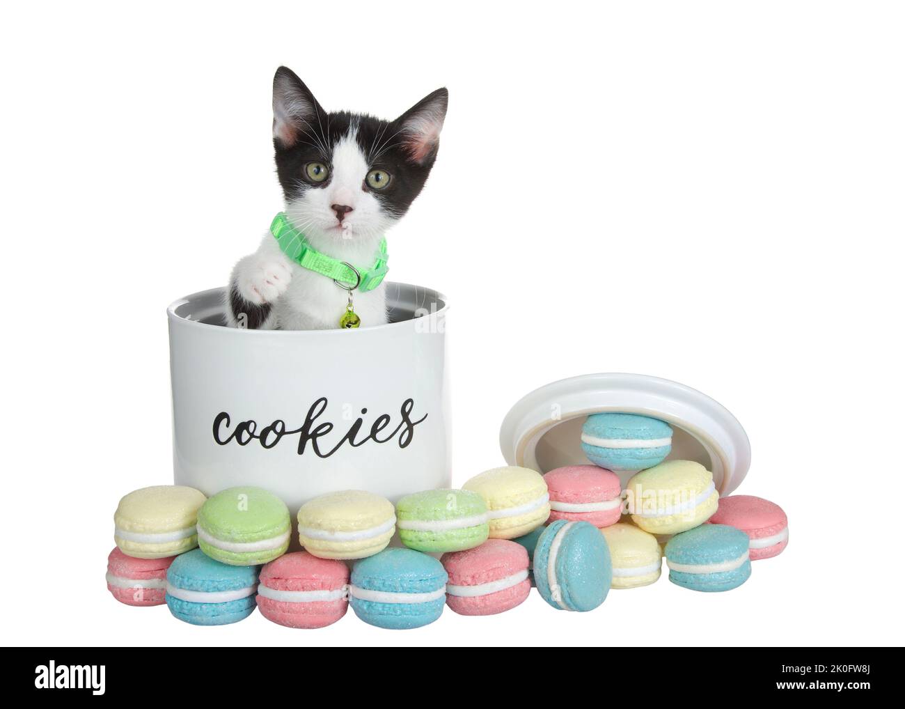 Adorabile gattino bianco e nero con collo verde che fuoriesce da un vasetto di biscotti di porcellana etichettato, con biscotti al macaron all'esterno del vasetto in vari Foto Stock