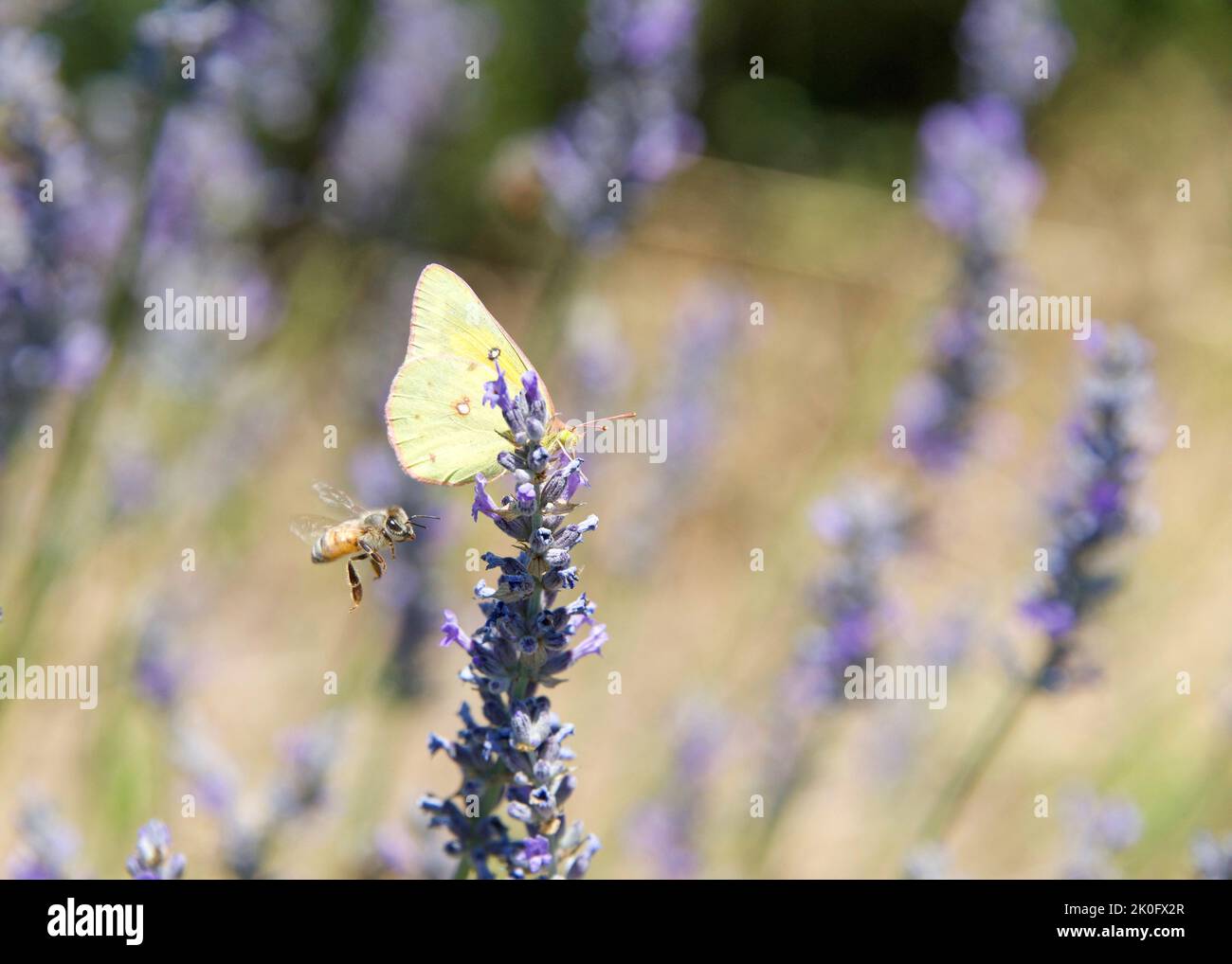 Phoebis sennae, la farfalla dello zolfo nuvolosa che beve nettare dai fiori di lavanda viola come un'ape del miele ronora vicino, volando. Foto Stock