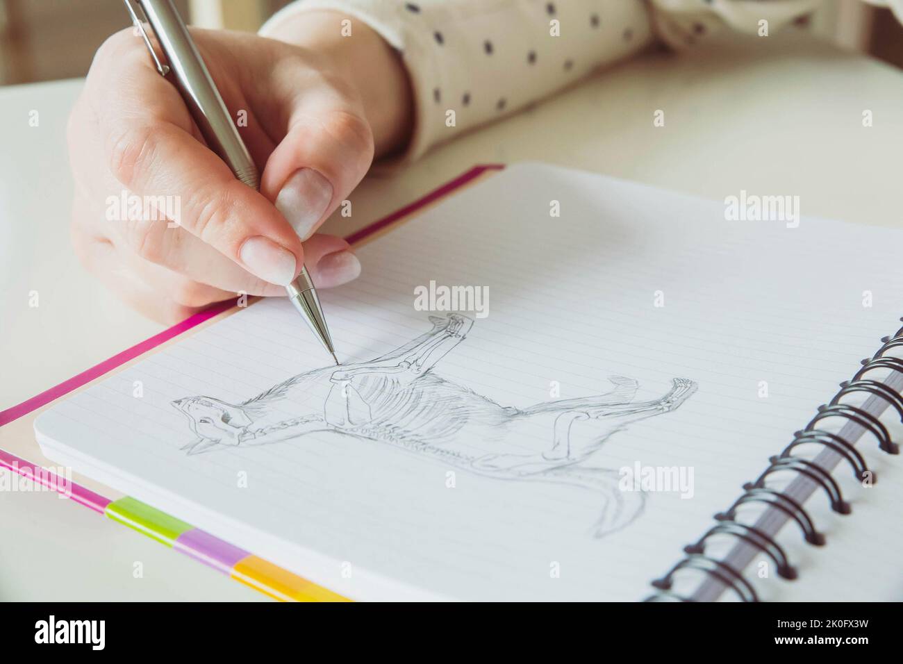 La donna disegna la struttura anatomica di un cane con una matita Foto Stock