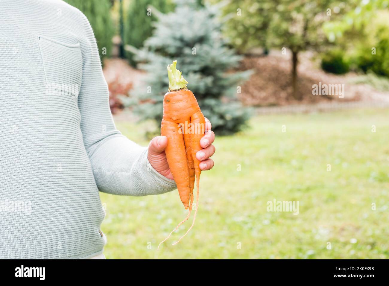 Verdura con strana forma in mano al bambino. Ragazzo in piedi nel giardino e mostrando un pezzo imperfetto di carota coltivata in casa. Fonte di beta carotene. Foto Stock