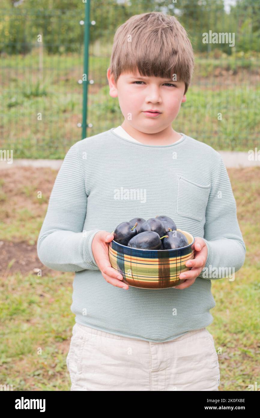 Ragazzo di sette anni che tiene in mano una ciotola in ceramica piena di prugne fresche organiche. Prelevato dall'albero. Bambino che aiuta nel giardino con la raccolta. Foto Stock